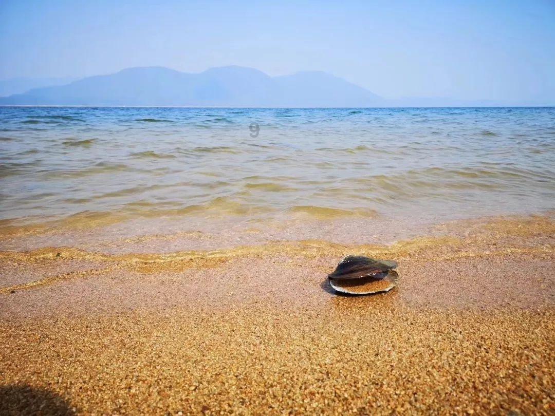 除虫大师